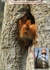 Postkarte Nr 170 [Reprint] - Eichhörnchen am Baumkronenpfad